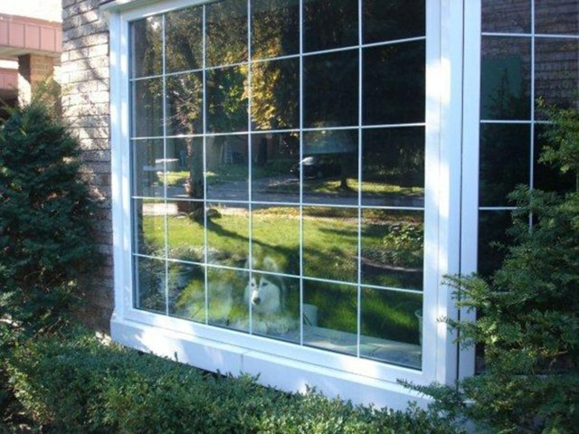 husky tally fönster katt malamut trädgård