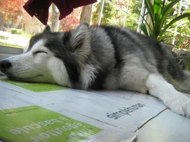 hund husky malamut kartong sover grå