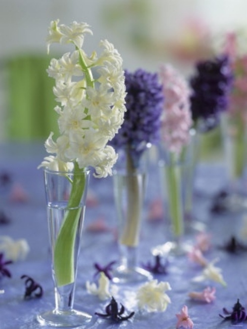 hyacintfjäderdekoration för elegans högt glas