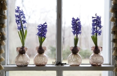 hyacintfjäderdekoration för elegansfönsterdekoration