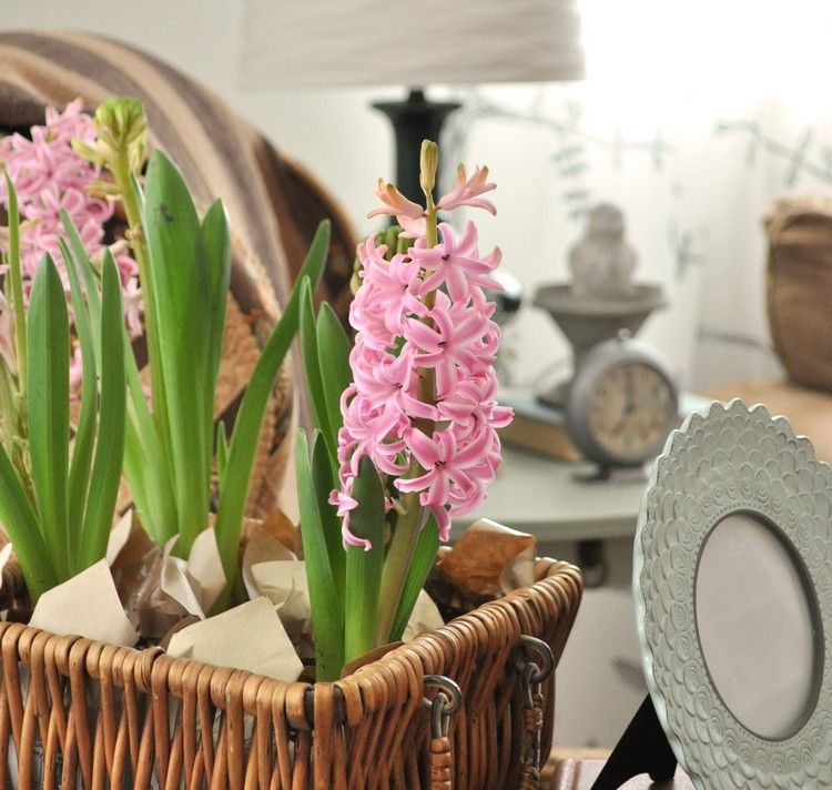Hyacint som vårdekoration -rosa-lera-kruka-korg-soffbord