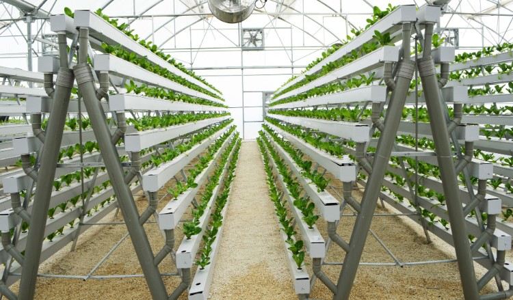 hydroponiska växter guide hydroponics trädgårdsodling hydroponiska system grödor växt växande växthus