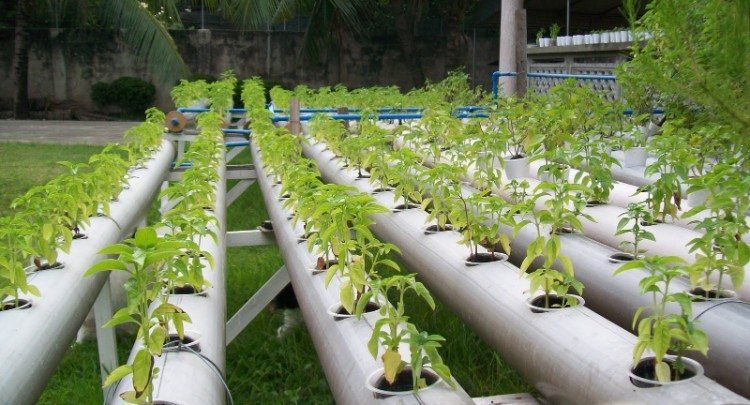 hydroponiska växter vägledning hydroponics trädgårdsodling hydroponiska system grödor plantering