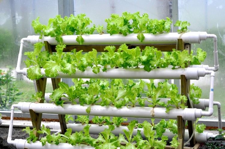 hydroponiska växter vägleder hydroponics trädgårdsodling hydroponiska system grödor