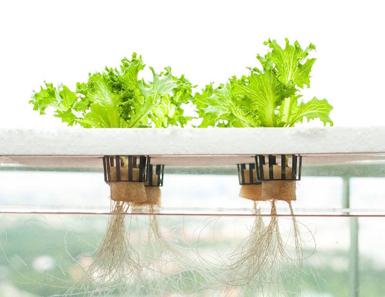 hydroponiska växter vägledning hydroponics trädgårdsodling hydroponiska system grödor växt växande fördelar nackdelar