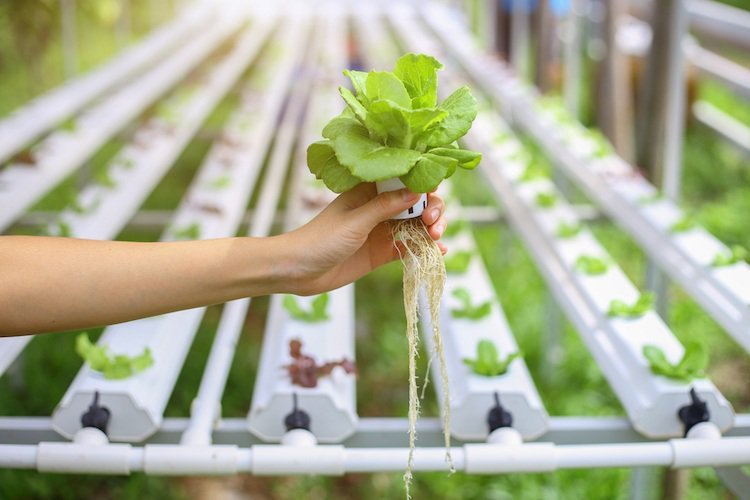 hydroponiska växter vägledning hydroponics trädgårdsodling hydroponiska system grödor växt växande fördelar