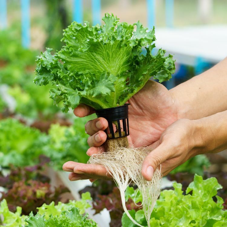 hydroponiska växter vägledning hydroponics trädgårdsodling hydroponiska system grödor växt växande substrat salladsrötter
