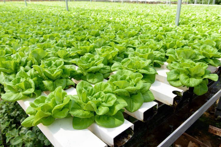 hydroponiska växter guide hydroponics trädgårdsodling hydroponiska system grödor växt växande substrat sallat fält