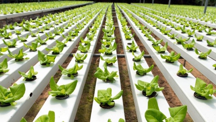 hydroponiska växter vägledning hydroponics trädgårdsodling hydroponiska system grödor växter växande skörd