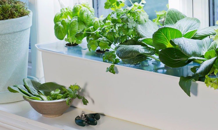 hydroponisk planteringsguide hydroponics trädgårdsodling hydroponiska system grödor växter växer inomhus