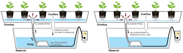 hydroponiska växter guide hydroponics trädgårdsodling hydroponiska system grödor växtodlingsschema