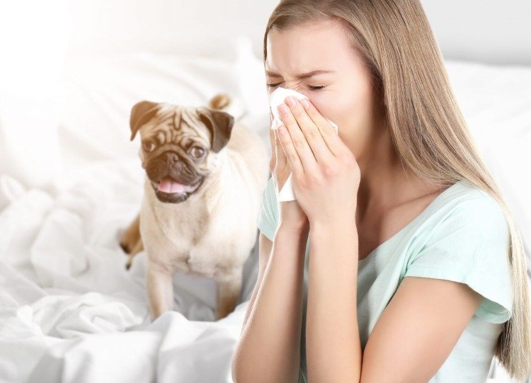 hundhårallergi nyser husdjur i sängen