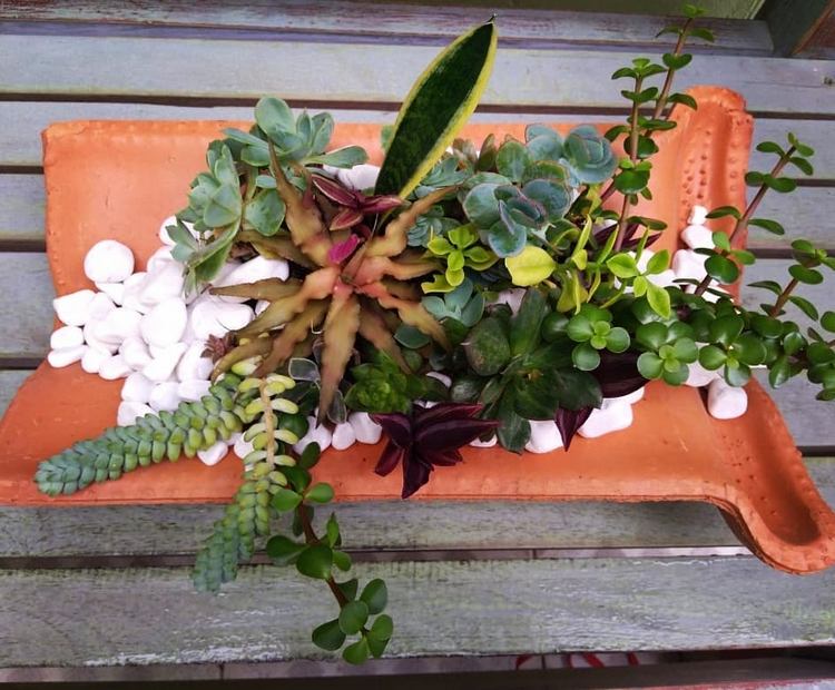Idéer från gamla takpannor att återanvända med växter som succulenter i trädgården som trädgårdsdekorationer