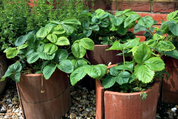 Använd DIY krukor för jordgubbar gjorda av gamla takpannor i trädgården