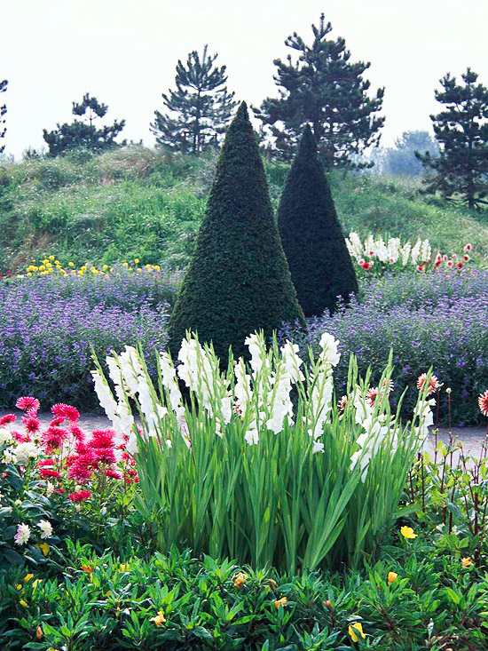 Trädgårdsidéer gladiolus boxwood sommarblommor