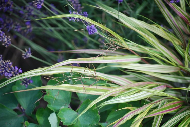 Idéer för trädgårdsdesign japangras-tricolor-leaf-blueten-panicle-lavender
