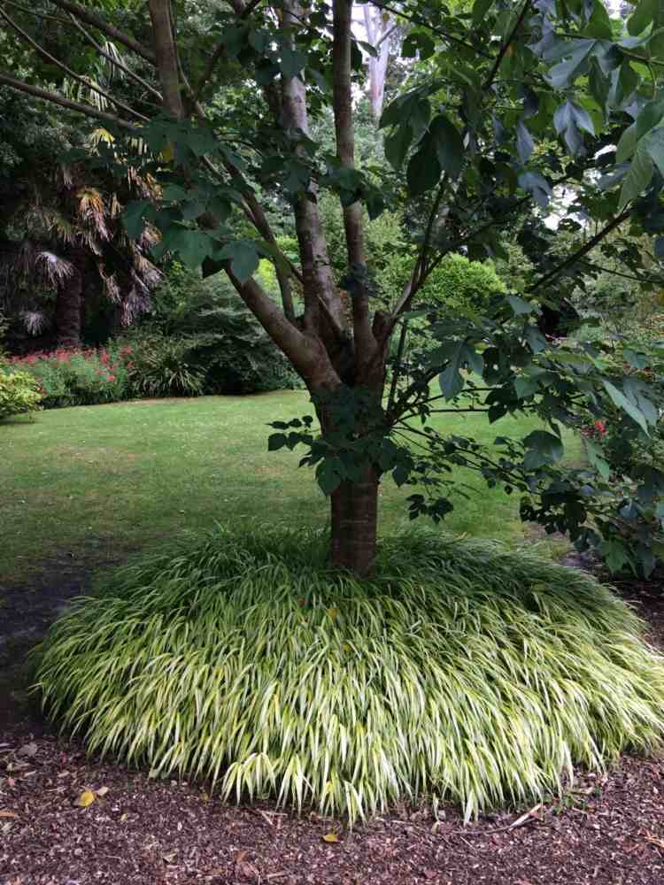 Idéer-trädgård-design-japan-gräs-rabatt-cirkel-fikonträd-delvis skuggad-plats-trä-mulch