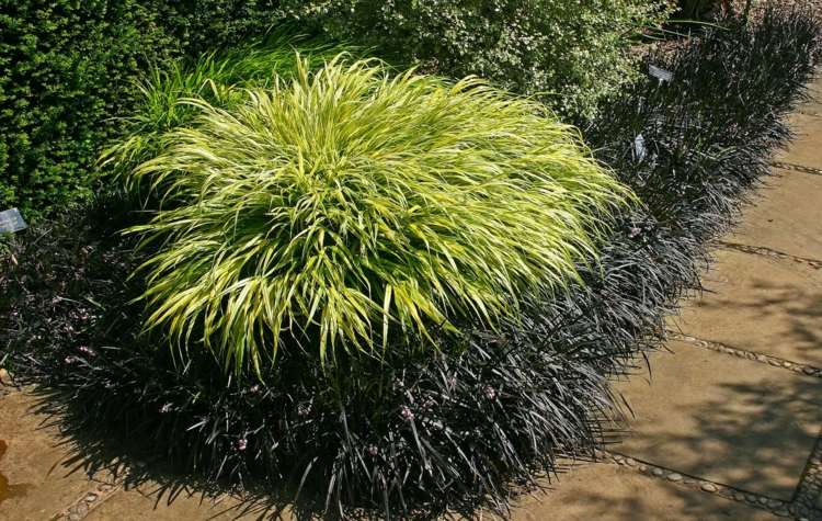 Idéer-trädgård-design-japan-gräs-tovor-färg-kontrast-rabatter-trädgård-stig-svart-orm-skägg-ophiopogon