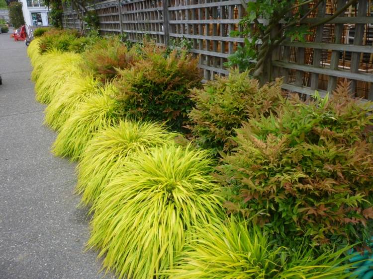 Idéer för trädgårdsdesign japansk skog-gräs-rabatt-ljus grönt-blad-prydnadsväxter-bueschel-trästaket