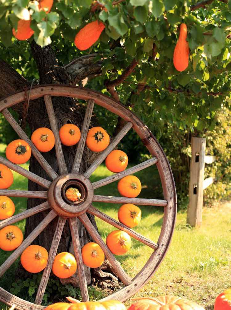 Höstdekoration i trädgården Minipumpor mellan ekrarna på ett gammalt vagnhjul