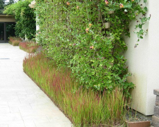 idéer plantera remsor trädgård moderna gräs klätterväxter