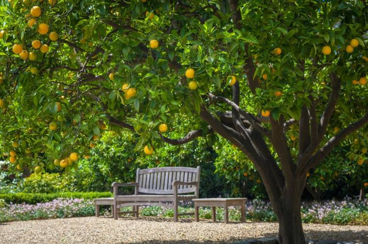 trädgård citroner trädbänk trä koppla av solen