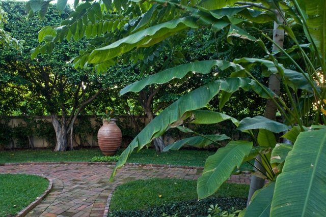 Design av en trädgård-i italiensk stil häck tropisk-växt arter-palmer