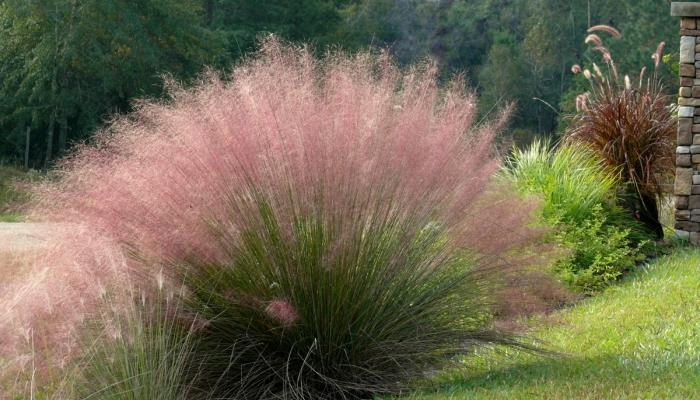 Muhlenbergia capillaris rosa hår gräs trädgård