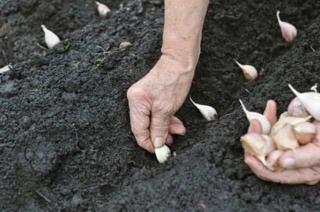 trädgård-oktober-arbete-vitlök-höst-plantering