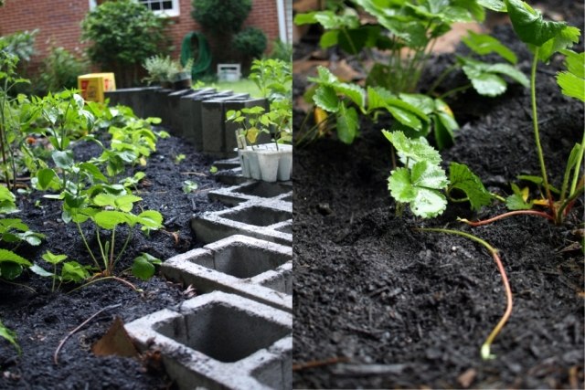 Trädgård i oktober -arbeten-höst-jordgubbar-plantering
