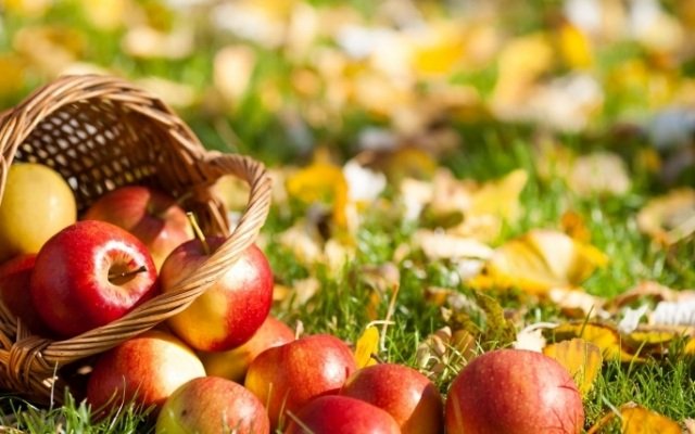 trädgård-oktober-arbete-rött-äpple-skörd