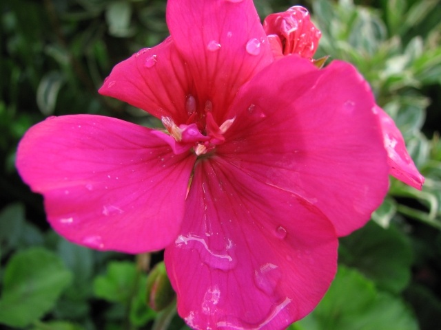 pelargon vackra känsliga rosa blommor sommarstämning