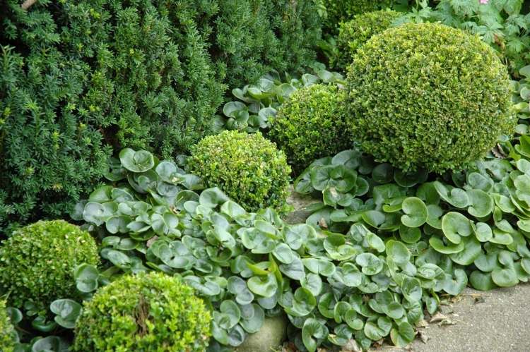 Evergreen-ground cover-hassel-root-boxwood-bollar