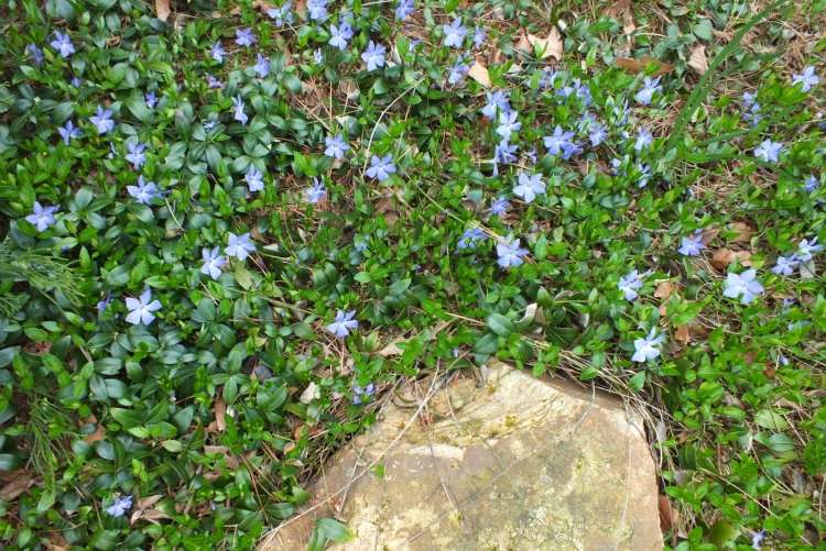 vintergröna-markskydd-vinca-minor-blå-blommande