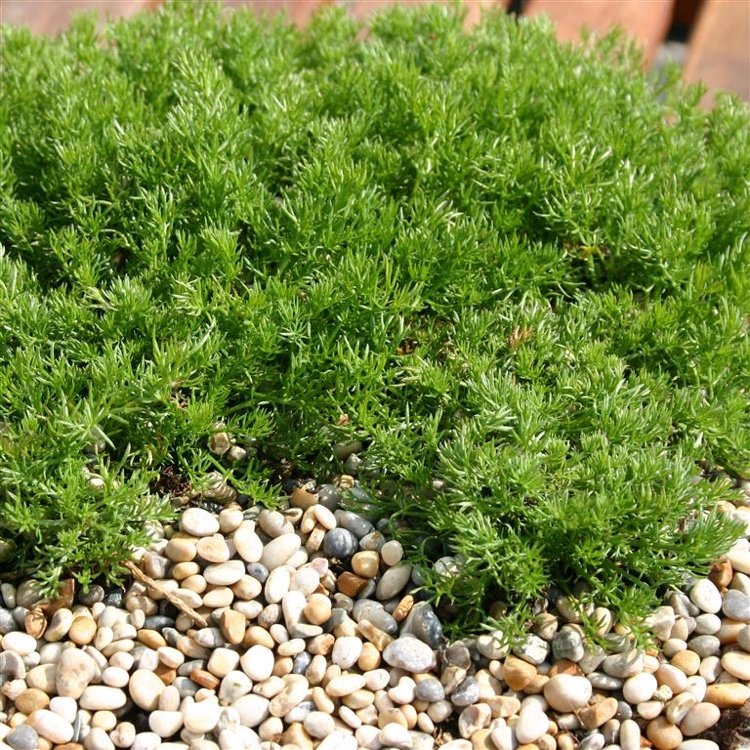 Halkfritt markskydd för skugga Plantering av romersk matta kamomill