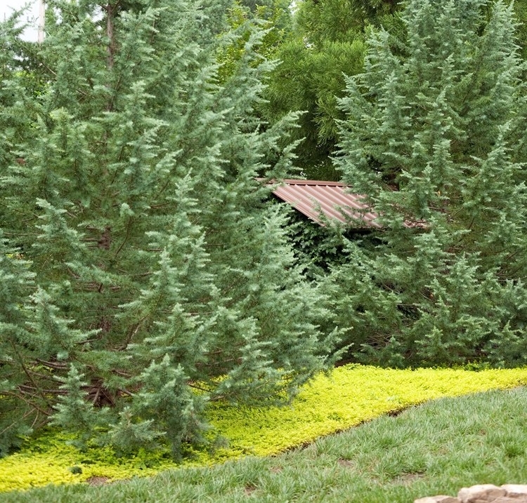 Vad man ska plantera under barrträd Japanskt cederträ