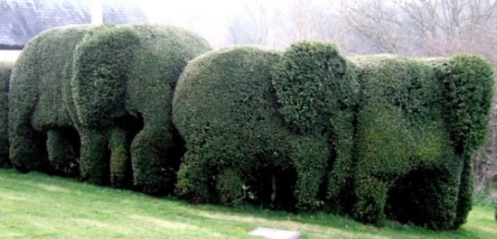 Häckform elefant design trädgård landskap design