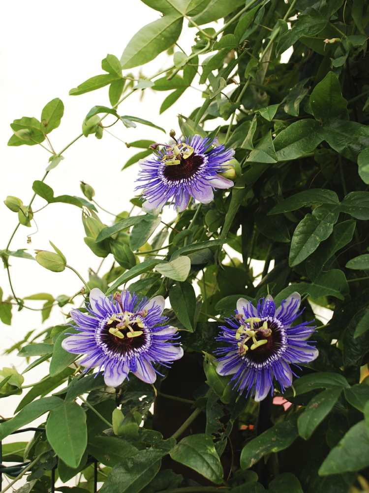 vintergröna klätterväxter passionflower-blossom-purple-vine-tips