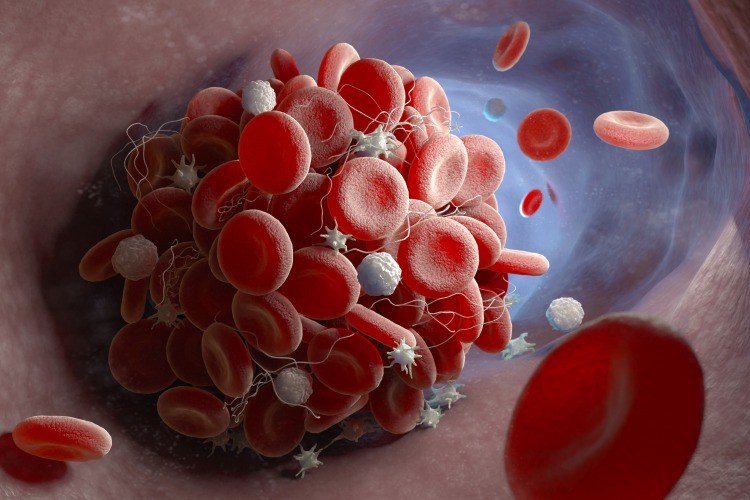 bildning av röda och vita blodkroppar, lymfocyter och leukocyter i mjälten