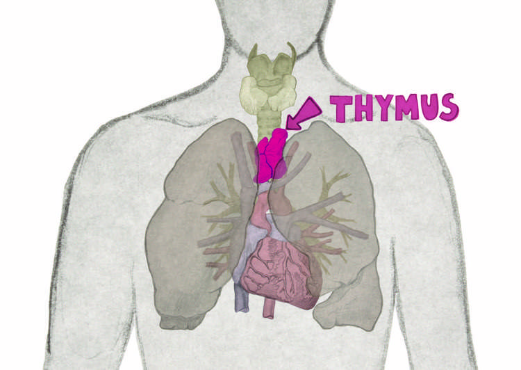 Immunsystemet förändras i samband med tymuskörteln hos äldre