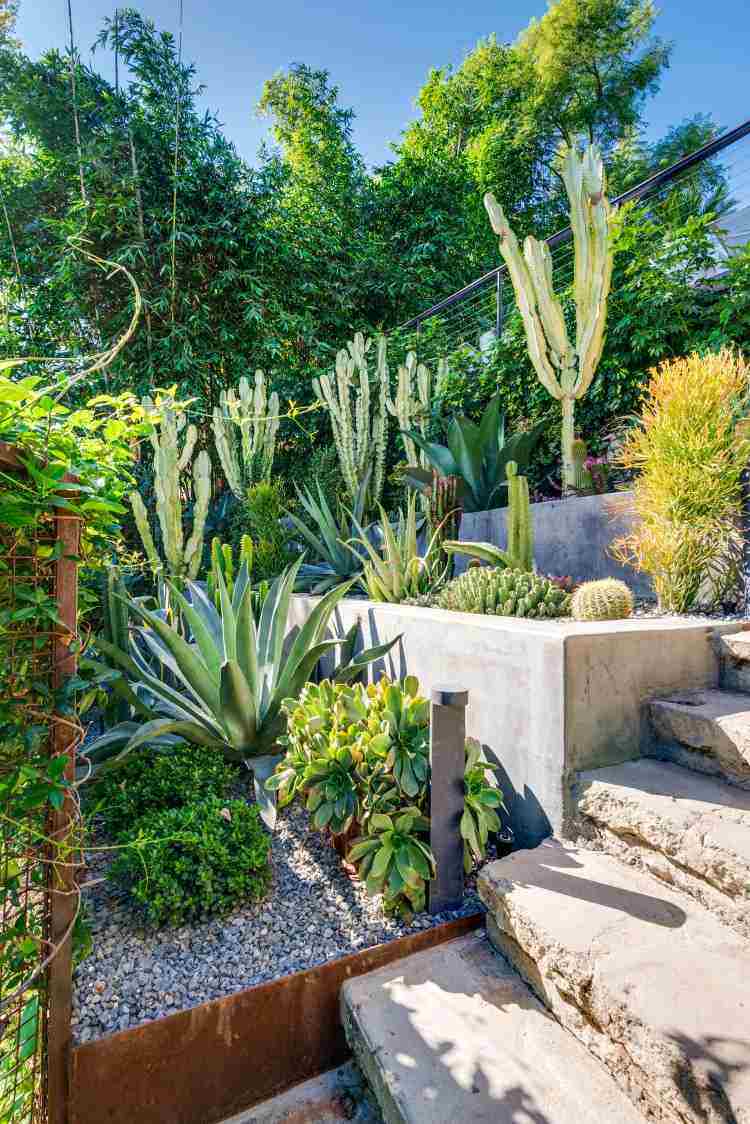 bransch ser trädgårdsdesign idéer tips kaktusar saftiga växter