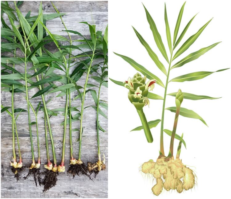 Ingefärablad och blommor är också ätbara