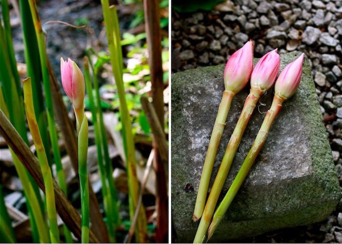 blomningen av fackla ingefära ätbar