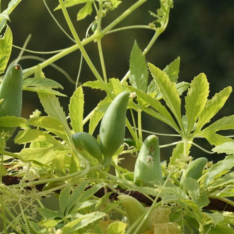 Inka gurka växt med blad och frukter
