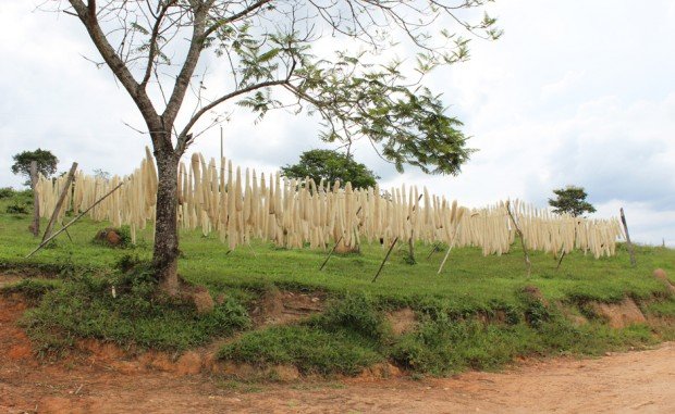 loofah svamp gurka gör fältet Brasilien