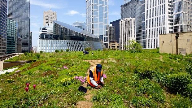 NYC grönt tak trädgårdskomplex vattenförsörjningssystem