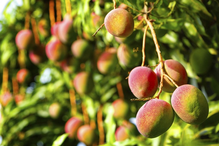 Mango fruktträd moget före skörd