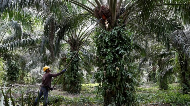 Palmolja ohälsosam och skadlig för regnskogen