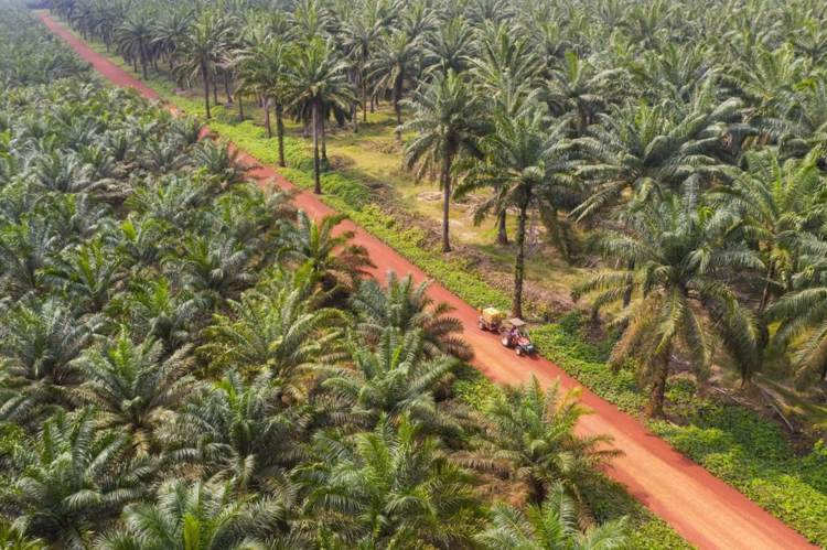 Palmolja ohälsosam och skadlig för miljön - regnskog rensas för plantagerna