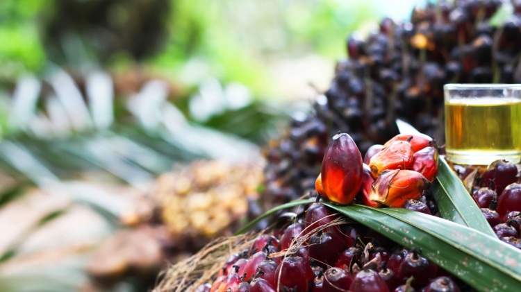 Är palmfett cancerframkallande och vad som exakt ökar risken för cancer